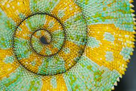 Yellow and green seashell